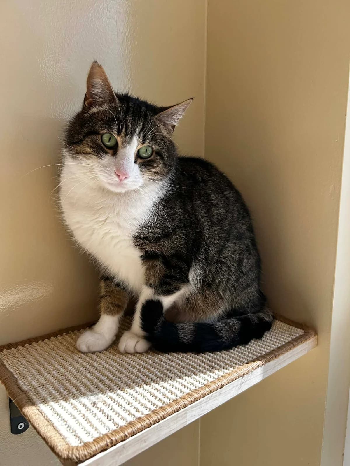 Tigrou, male 6yo European Shorthair for adoption at SRPA Veeweyde Brussels, Brussels
