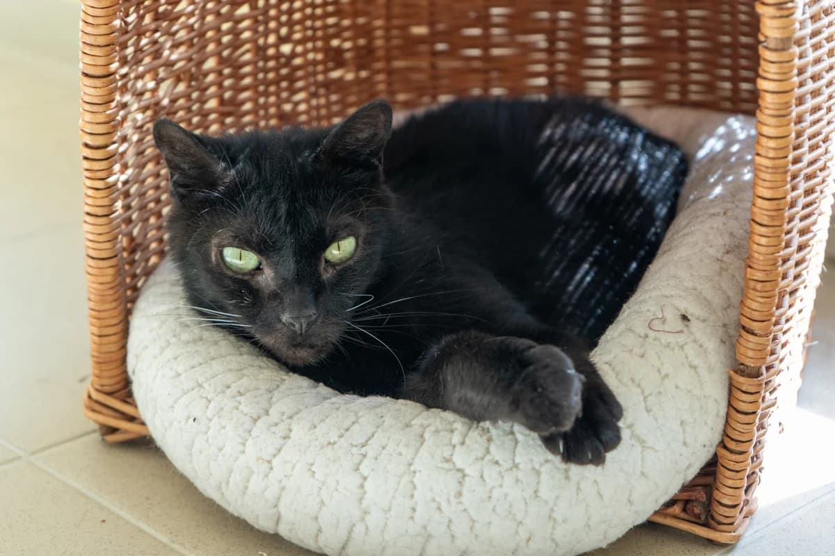 Ramsès, male senior European Shorthair for adoption at SRPA Veeweyde Brussels, Brussels