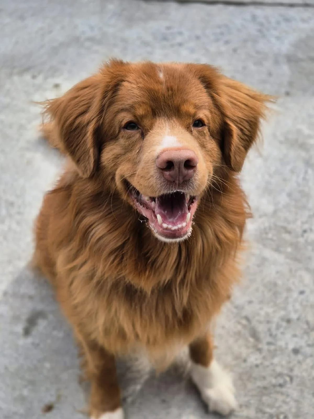 Wisky, male 5yo mixed breed for adoption at SRPA Veeweyde Brussels, Brussels