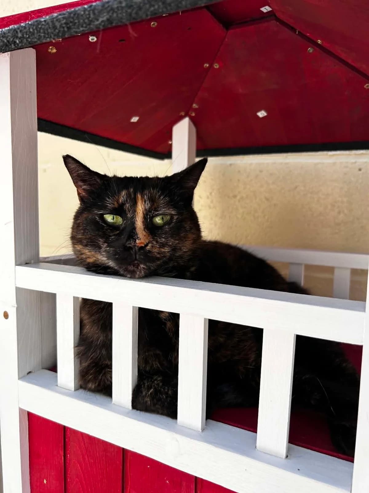 Rosette, female senior European Shorthair for adoption at SRPA Veeweyde Brussels, Brussels