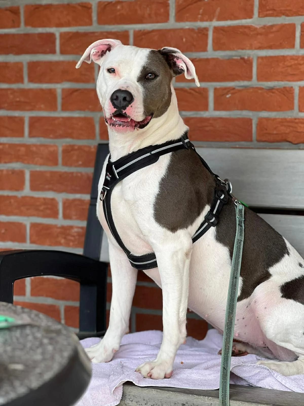 Alexa, female 3yo American Staffordshire Terrier for adoption at SRPA Veeweyde Brussels, Brussels