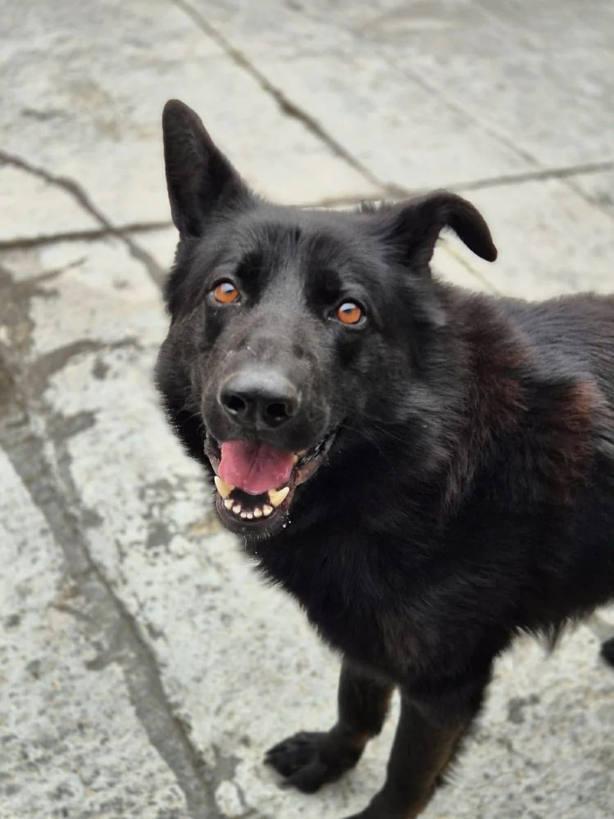 Shadow, male 3yo German Shepherd for adoption at SRPA Veeweyde Brussels, Brussels