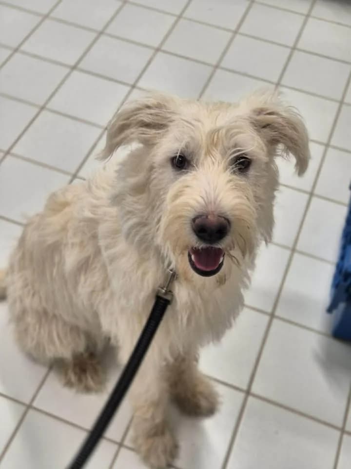 Alara, female Labrador Retriever for adoption at SRPA Veeweyde Brussels, Brussels