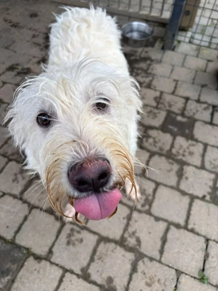 Alara, female Labrador Retriever for adoption at SRPA Veeweyde Brussels, Brussels — photo 2 of 40