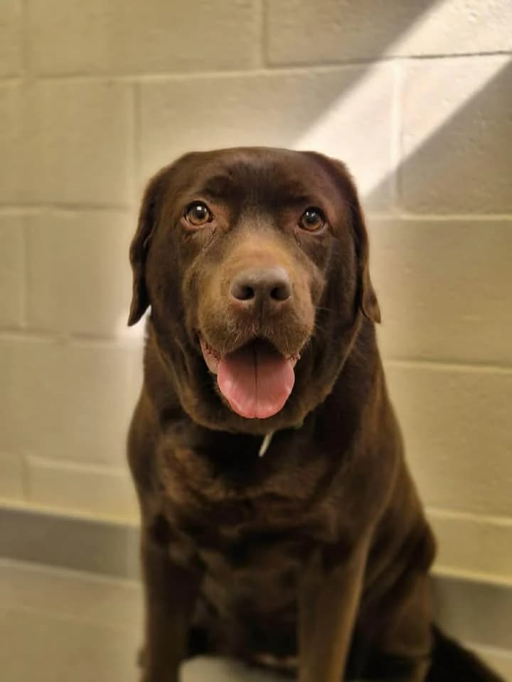 Shiva, female Labrador Retriever for adoption at SRPA Veeweyde Brussels, Brussels