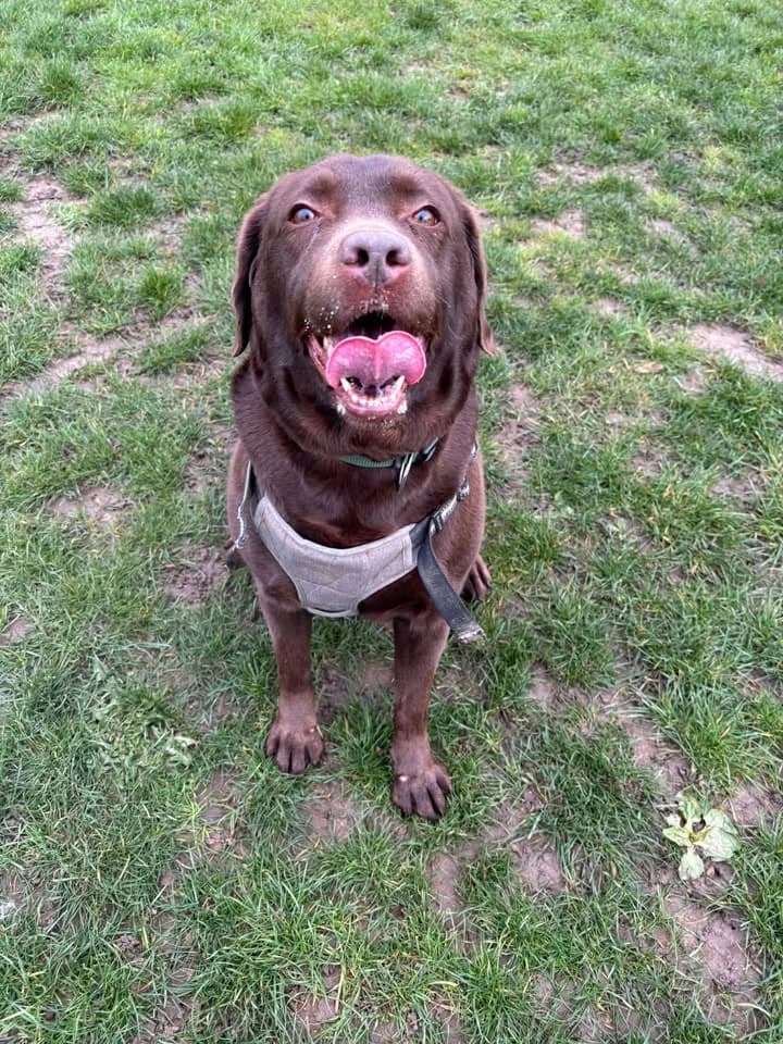 Shiva, female Labrador Retriever for adoption at SRPA Veeweyde Brussels, Brussels — photo 2 of 42