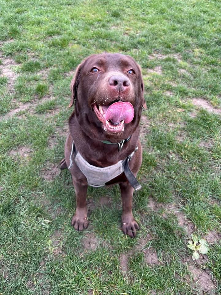 Shiva, female Labrador Retriever for adoption at SRPA Veeweyde Brussels, Brussels — photo 3 of 42