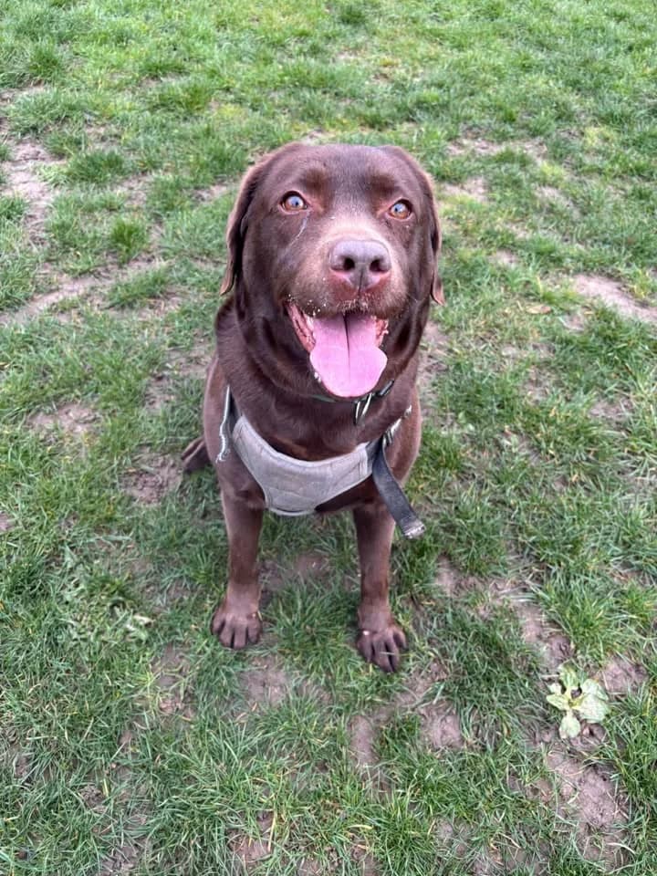 Shiva, female Labrador Retriever for adoption at SRPA Veeweyde Brussels, Brussels — photo 4 of 42