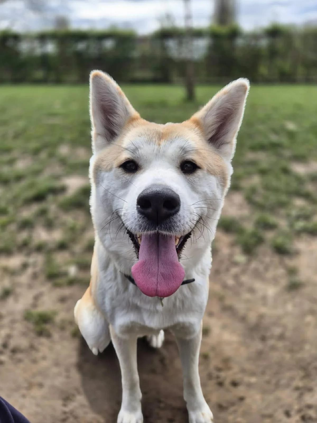 Chanel, Akita (SRPA Veeweyde Brussels)