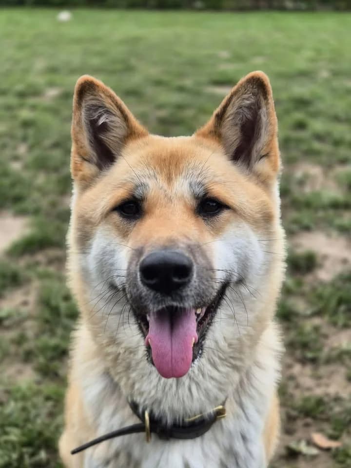 Hermès, female 3yo Akita for adoption at SRPA Veeweyde Brussels, Brussels
