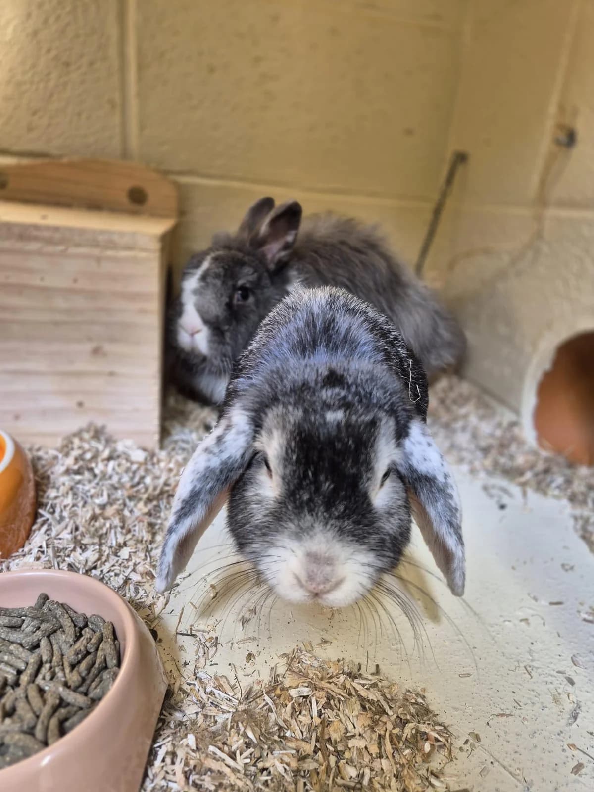 Yuki et Kibi, female 3yo mixed breed for adoption at SRPA Veeweyde Brussels, Brussels