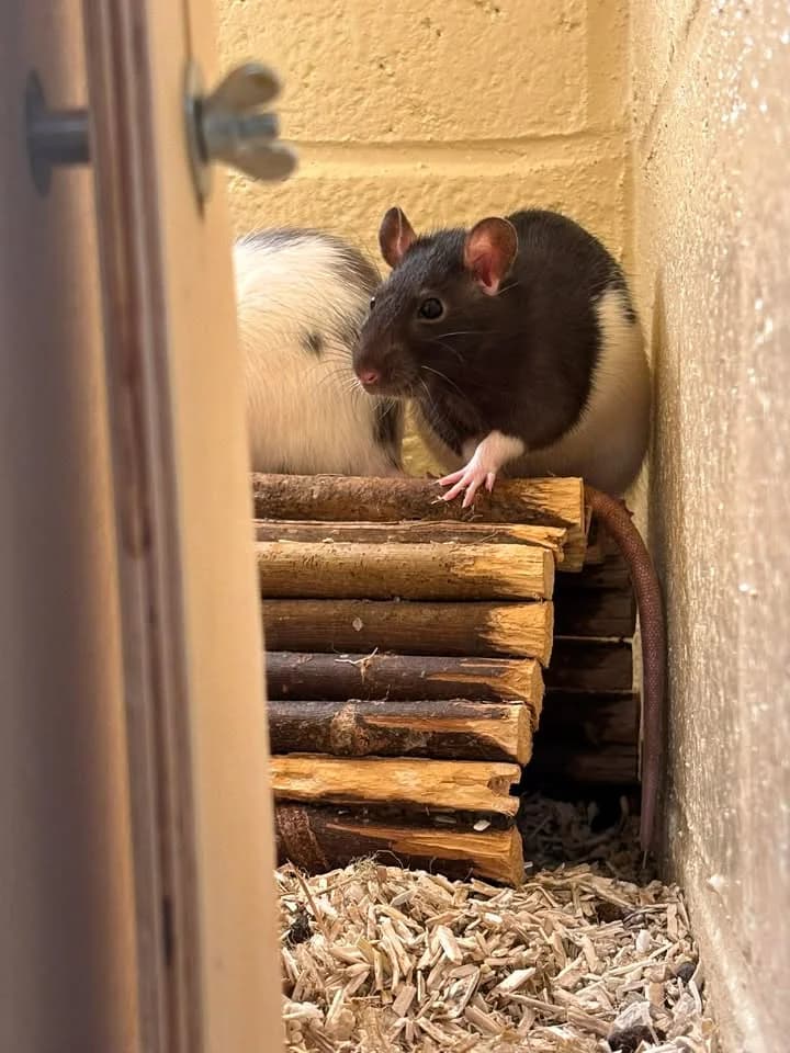 Bonnie et Marcie, female mixed breed for adoption at SRPA Veeweyde Brussels, Brussels — photo 2 of 15