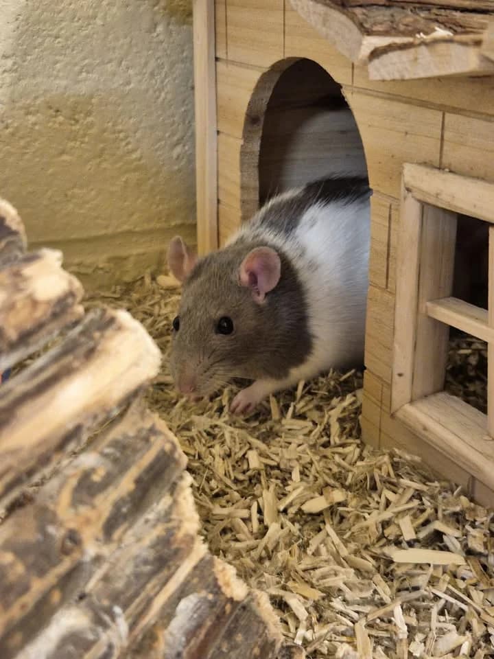 Bonnie et Marcie, female mixed breed for adoption at SRPA Veeweyde Brussels, Brussels — photo 3 of 15