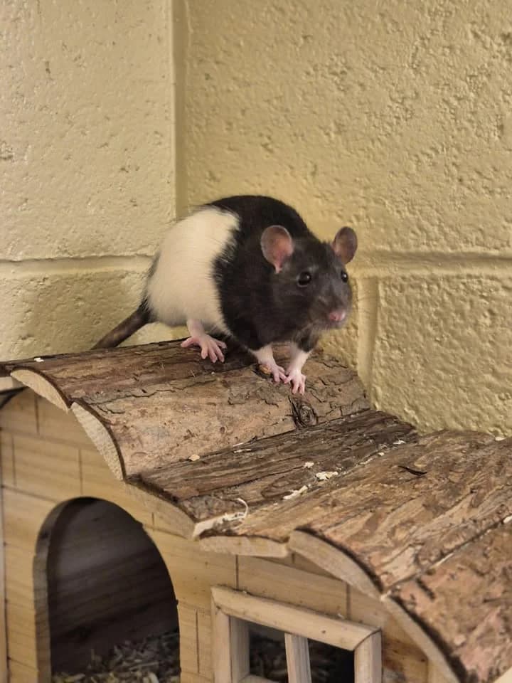 Bonnie et Marcie, female mixed breed for adoption at SRPA Veeweyde Brussels, Brussels — photo 4 of 15