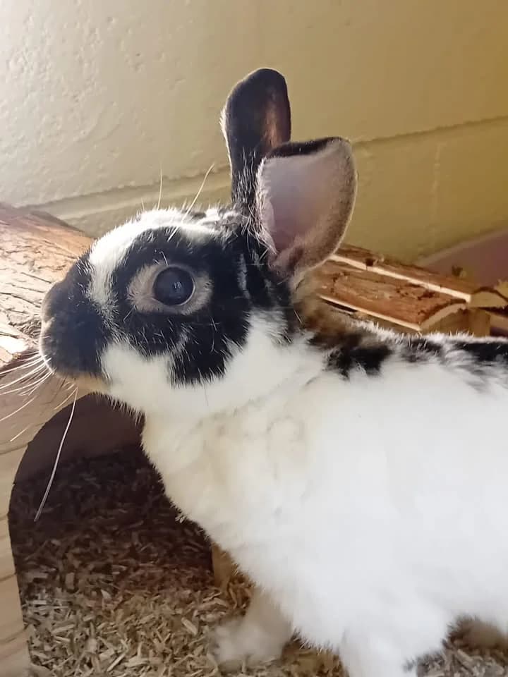 Bonnie et Marcie, female mixed breed for adoption at SRPA Veeweyde Brussels, Brussels — photo 5 of 15