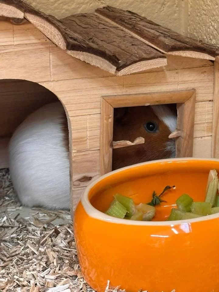 Bonnie et Marcie, female mixed breed for adoption at SRPA Veeweyde Brussels, Brussels — photo 8 of 15