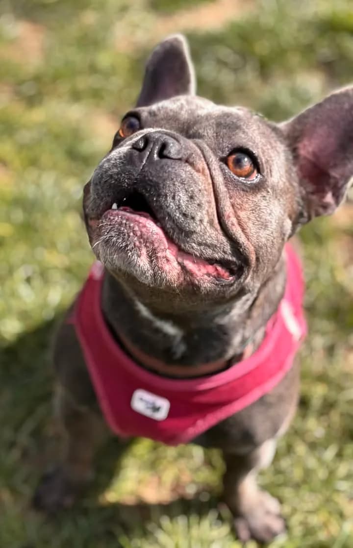 Louna, female French Bulldog for adoption at SRPA Veeweyde Brussels, Brussels