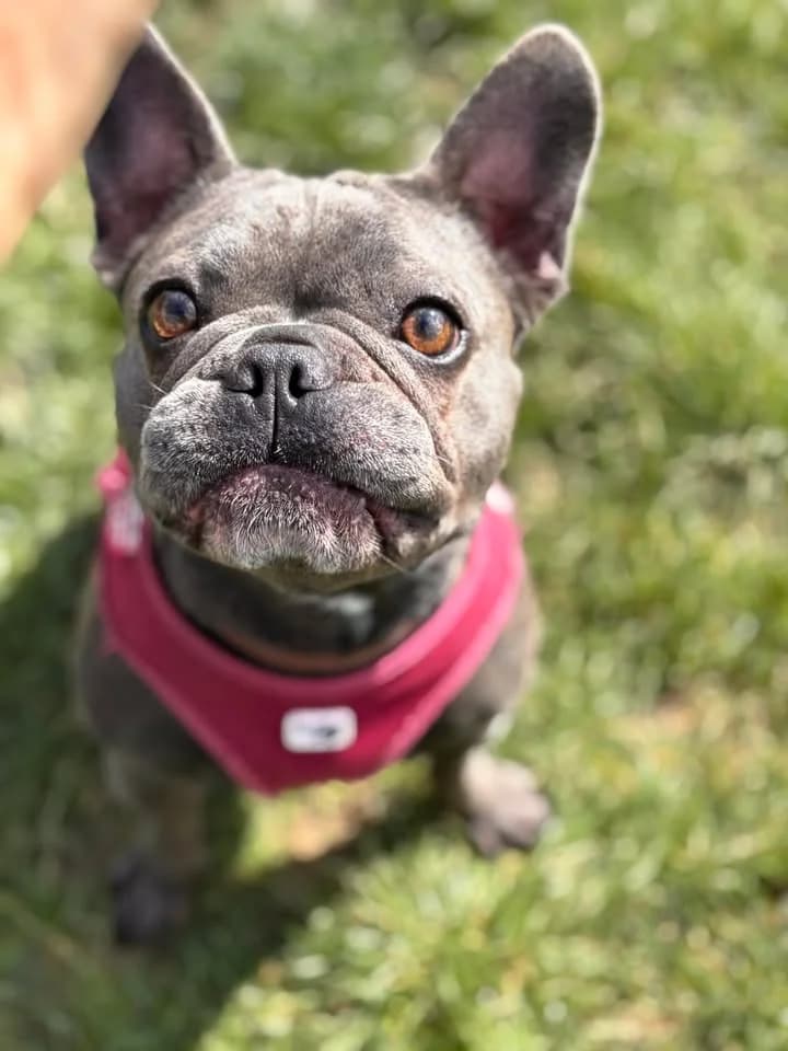 Louna, female French Bulldog for adoption at SRPA Veeweyde Brussels, Brussels — photo 2 of 37
