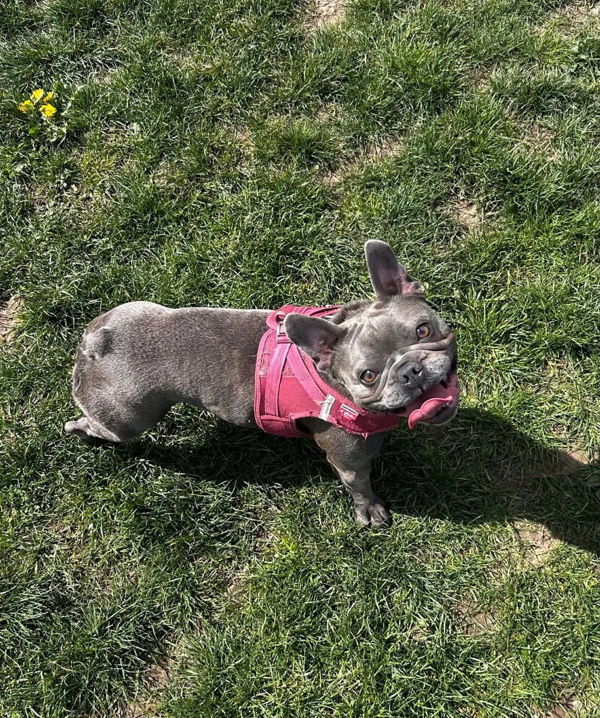 Louna, female French Bulldog for adoption at SRPA Veeweyde Brussels, Brussels — photo 3 of 37