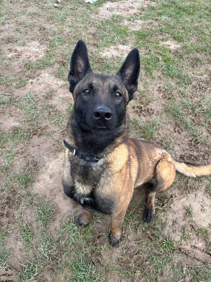 Akin, male German Shepherd for adoption at SRPA Veeweyde Brussels, Brussels