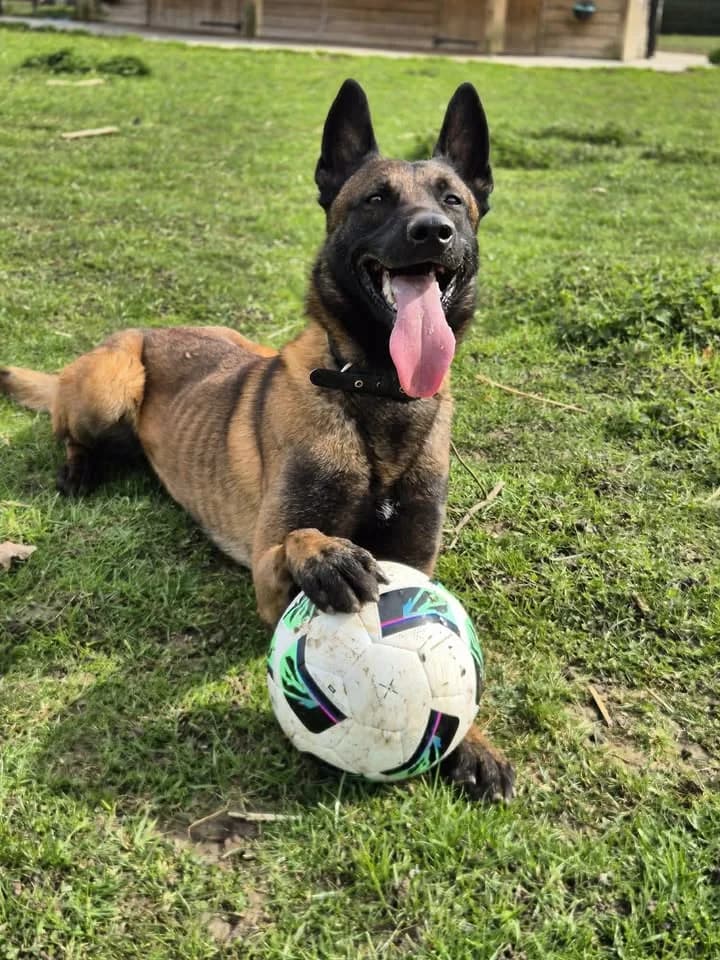 Akin, male German Shepherd for adoption at SRPA Veeweyde Brussels, Brussels — photo 2 of 37