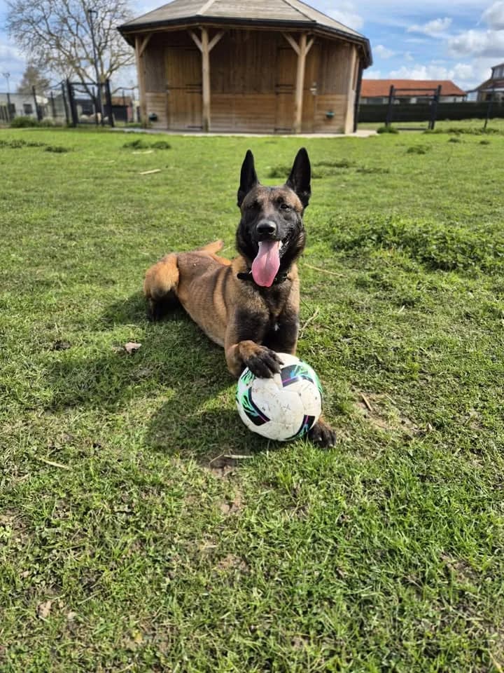 Akin, male German Shepherd for adoption at SRPA Veeweyde Brussels, Brussels — photo 3 of 37