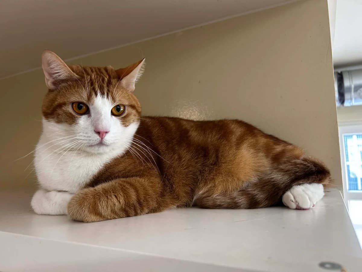 Caramel, male European Shorthair for adoption at SRPA Veeweyde Brussels, Brussels