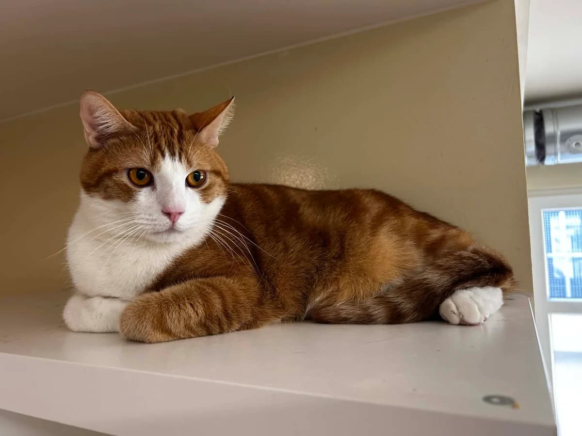 Caramel, male European Shorthair for adoption at SRPA Veeweyde Brussels, Brussels — photo 2 of 17