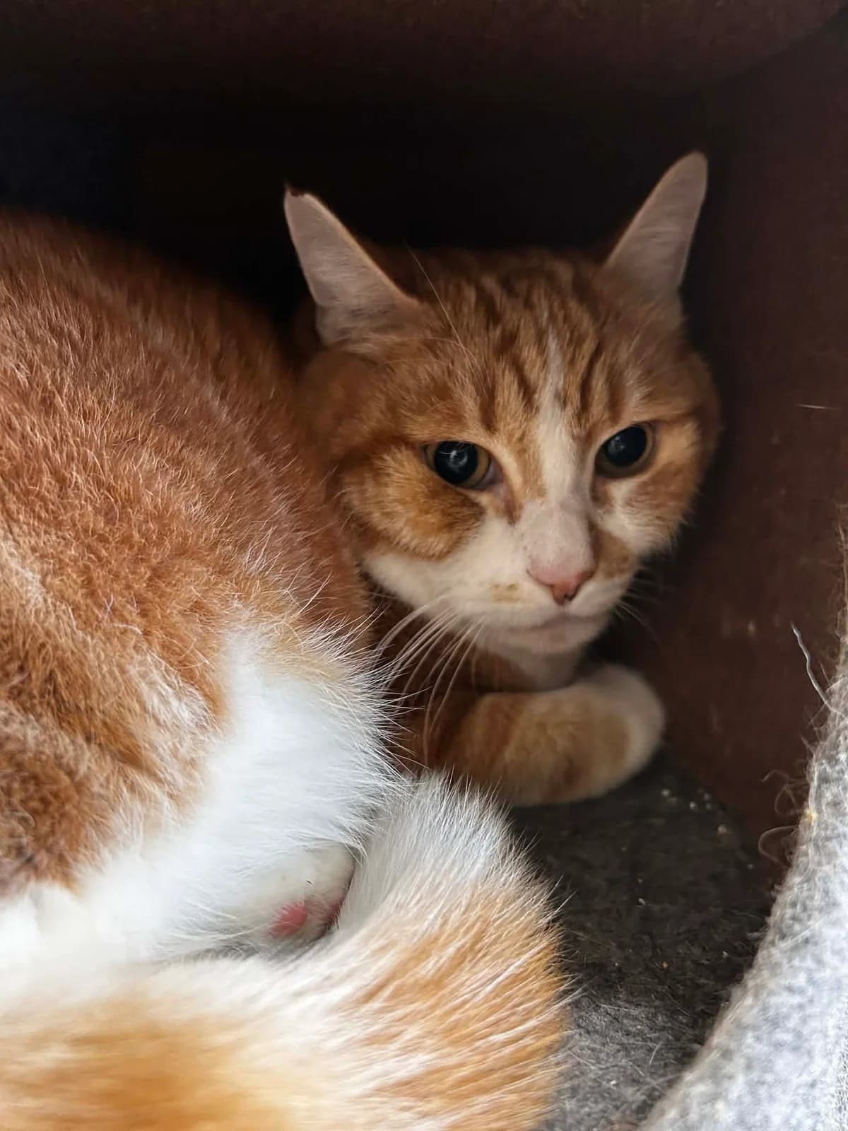 Caramel, male European Shorthair for adoption at SRPA Veeweyde Brussels, Brussels — photo 3 of 17