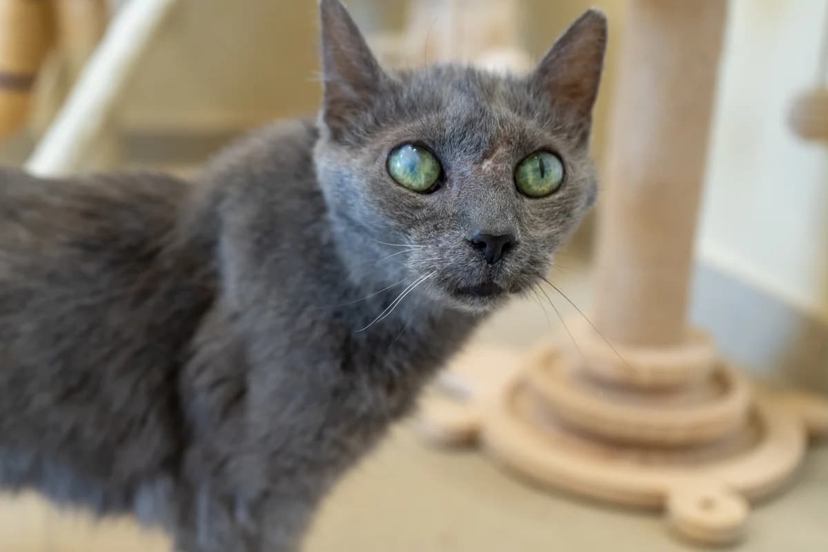 Caramel, male European Shorthair for adoption at SRPA Veeweyde Brussels, Brussels — photo 4 of 17