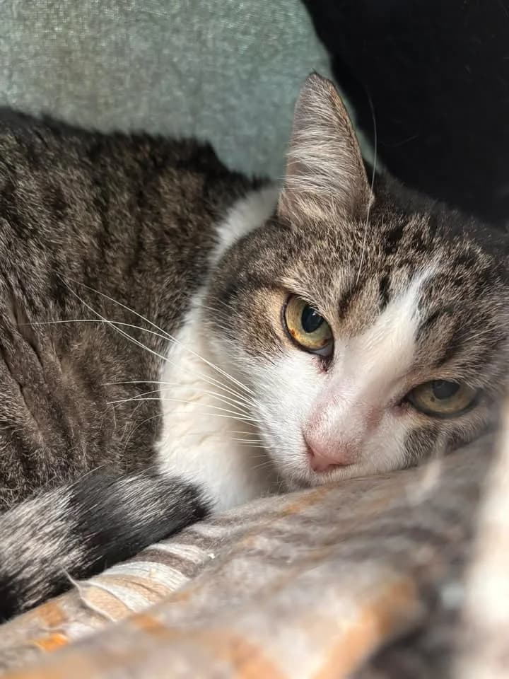 Caramel, male European Shorthair for adoption at SRPA Veeweyde Brussels, Brussels — photo 6 of 17