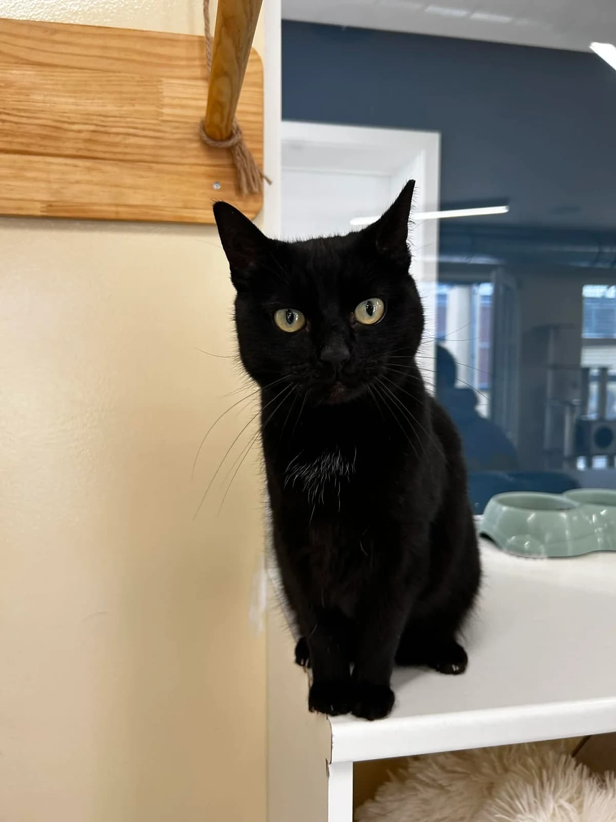 Caramel, male European Shorthair for adoption at SRPA Veeweyde Brussels, Brussels — photo 8 of 17