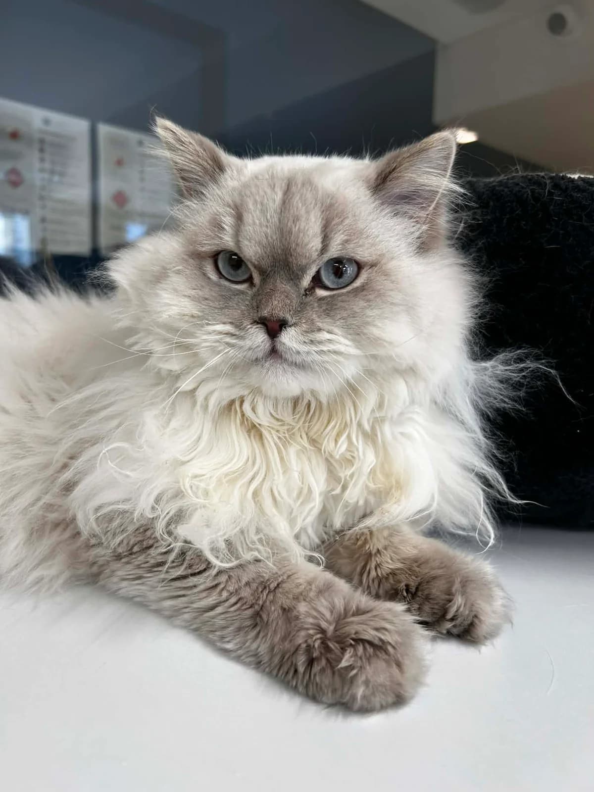 Samir, male European Shorthair for adoption at SRPA Veeweyde Brussels, Brussels