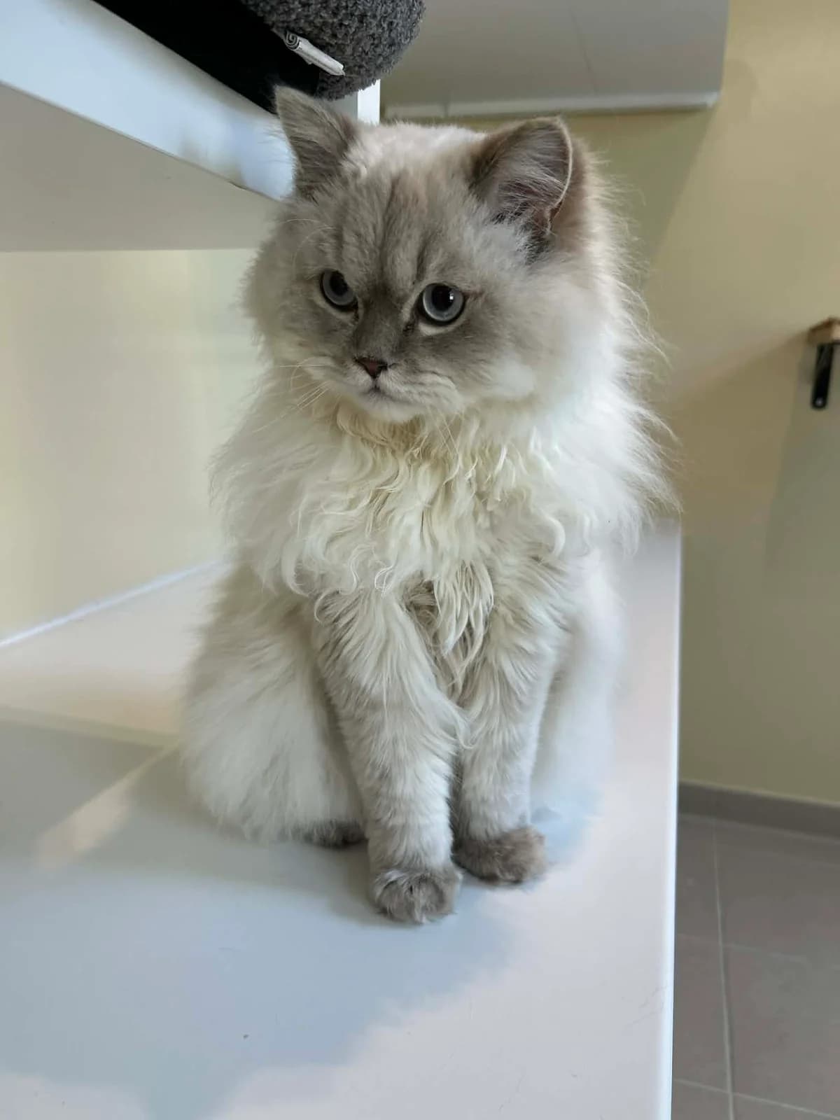 Samir, male European Shorthair for adoption at SRPA Veeweyde Brussels, Brussels — photo 2 of 18