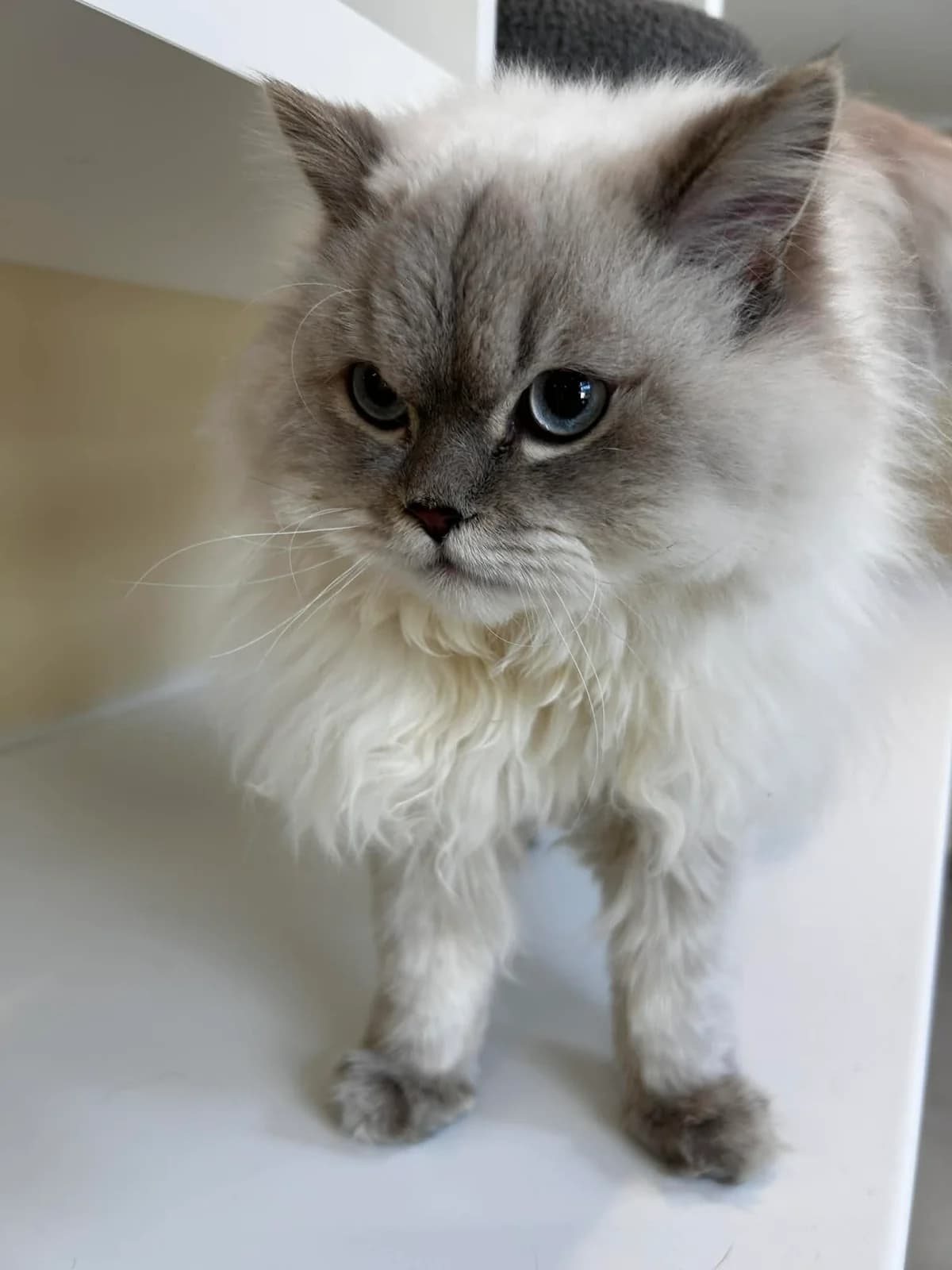 Samir, male European Shorthair for adoption at SRPA Veeweyde Brussels, Brussels — photo 3 of 18