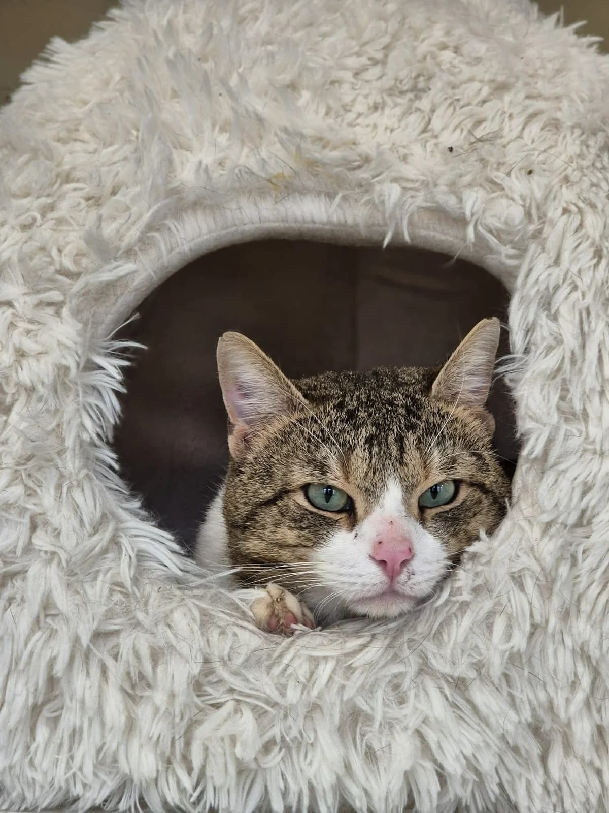 Titi, male young European Shorthair for adoption at SRPA Veeweyde Brussels, Brussels