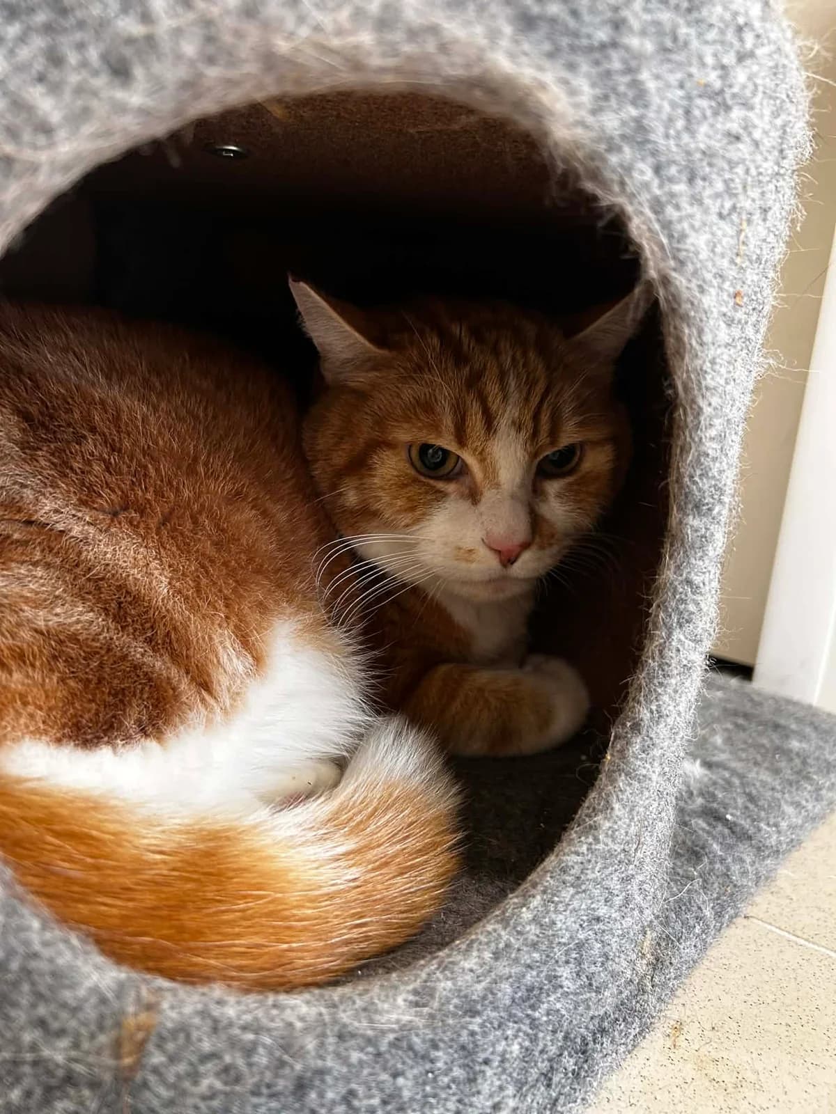 Guismo, male senior European Shorthair for adoption at SRPA Veeweyde Brussels, Brussels
