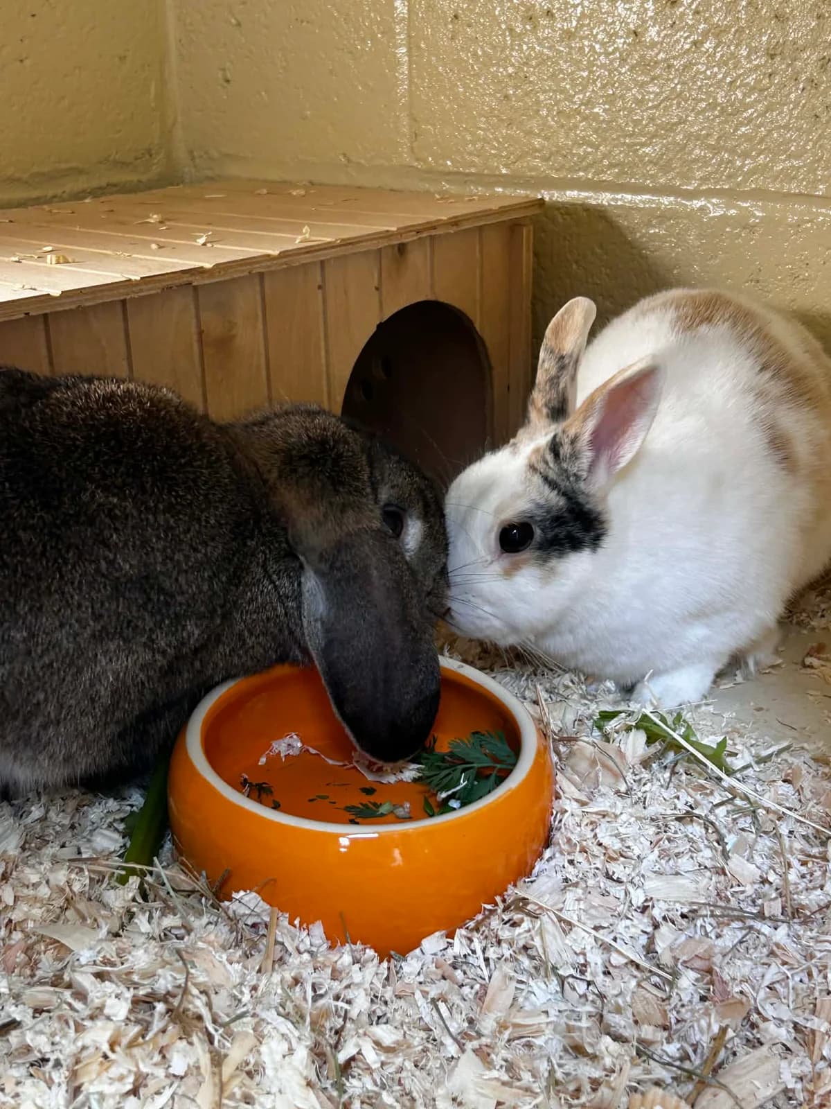 Nachos et Pop-corn, female mixed breed for adoption at SRPA Veeweyde Brussels, Brussels