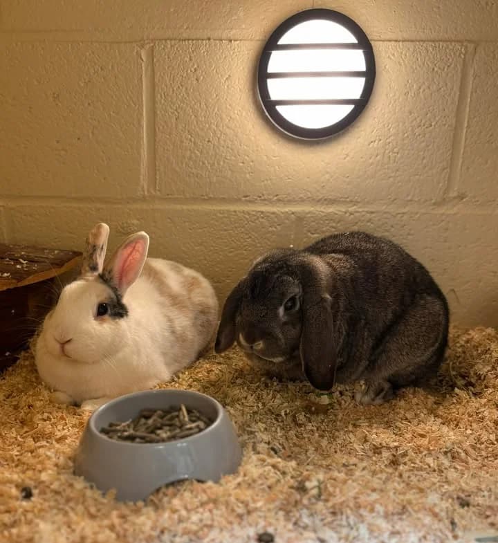 Nachos et Pop-corn, female mixed breed for adoption at SRPA Veeweyde Brussels, Brussels — photo 2 of 17