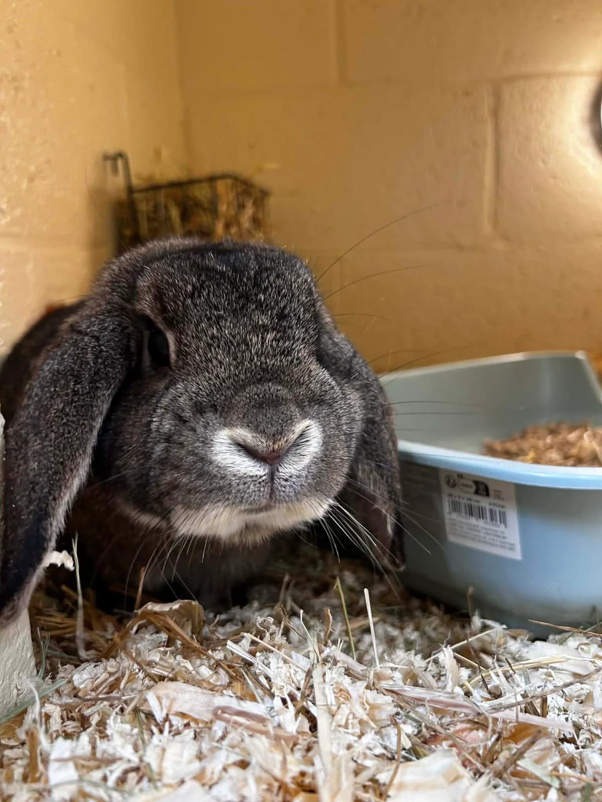 Nachos et Pop-corn, female mixed breed for adoption at SRPA Veeweyde Brussels, Brussels — photo 3 of 17