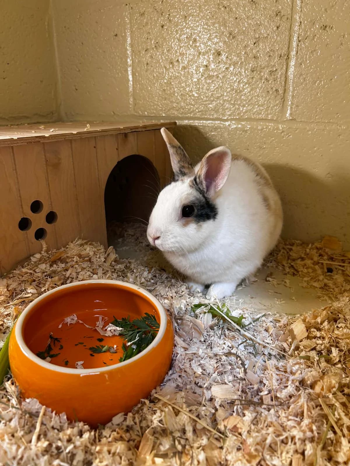 Nachos et Pop-corn, female mixed breed for adoption at SRPA Veeweyde Brussels, Brussels — photo 4 of 17
