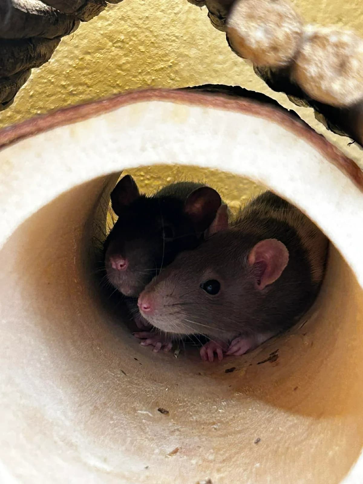 Nachos et Pop-corn, female mixed breed for adoption at SRPA Veeweyde Brussels, Brussels — photo 6 of 17