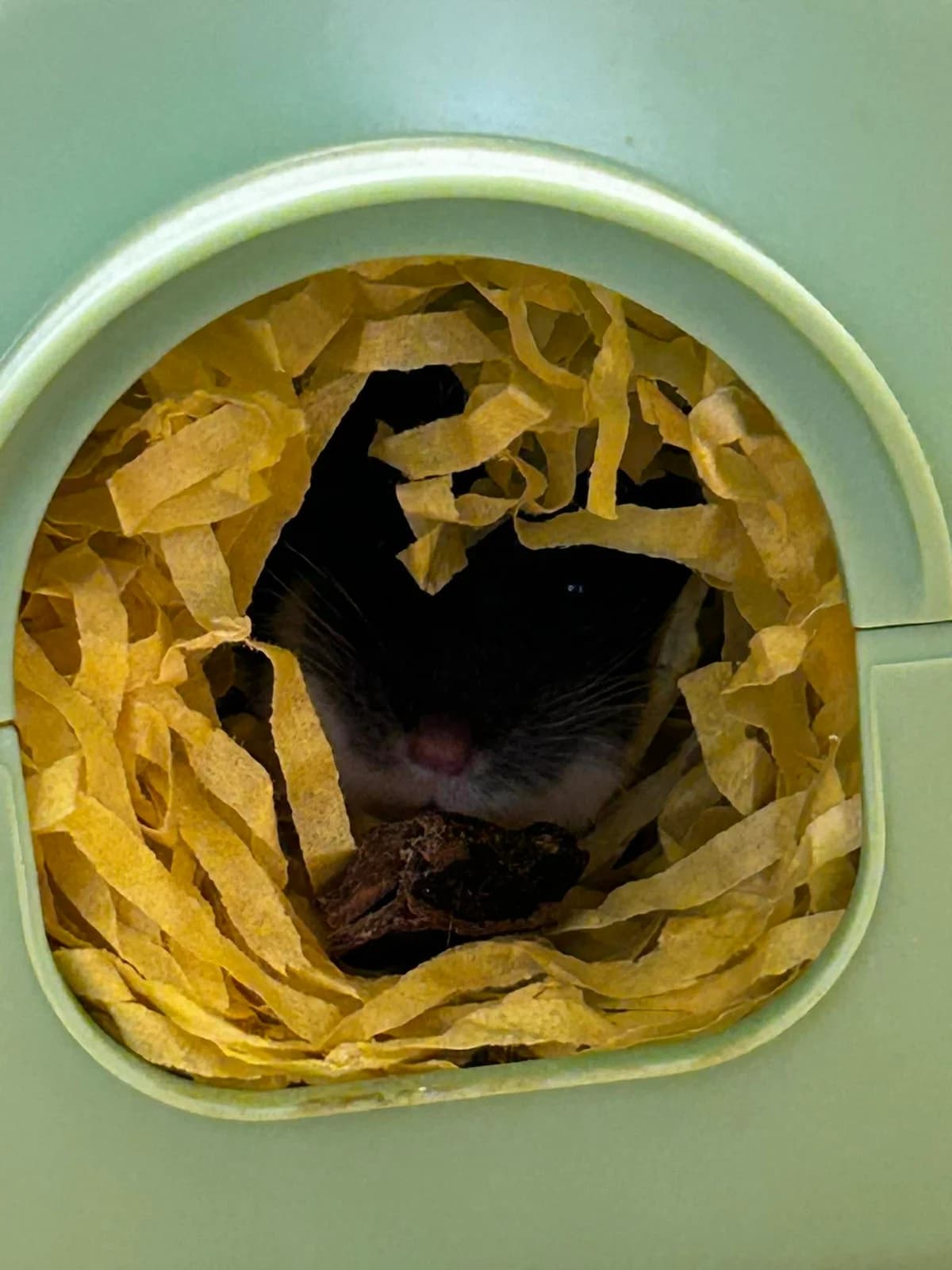 Nachos et Pop-corn, female mixed breed for adoption at SRPA Veeweyde Brussels, Brussels — photo 8 of 17