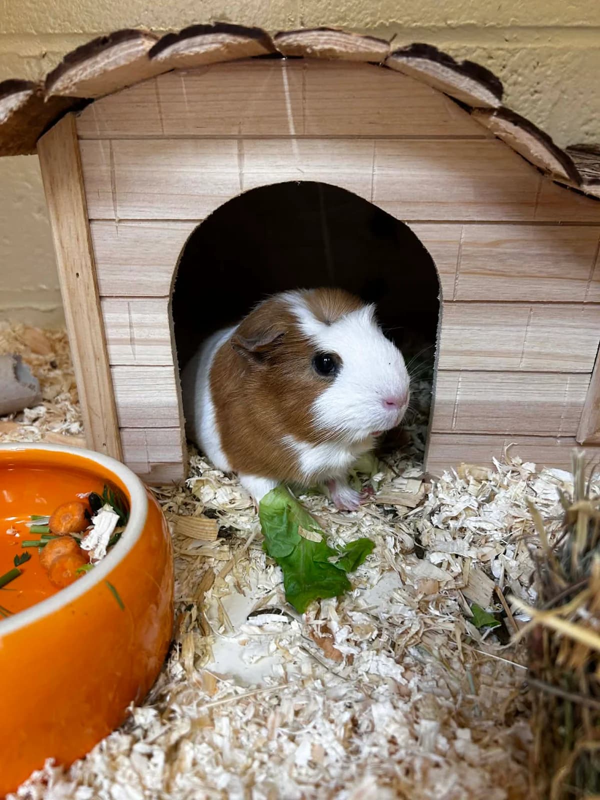 Lily, female mixed breed for adoption at SRPA Veeweyde Brussels, Brussels