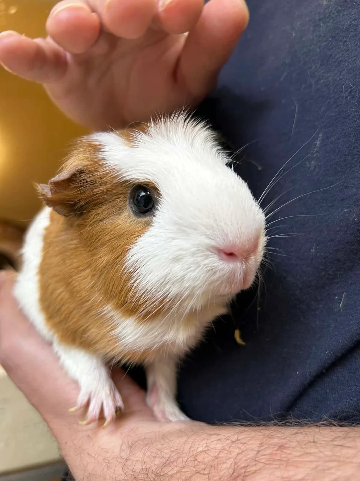 Lily, female mixed breed for adoption at SRPA Veeweyde Brussels, Brussels — photo 2 of 16