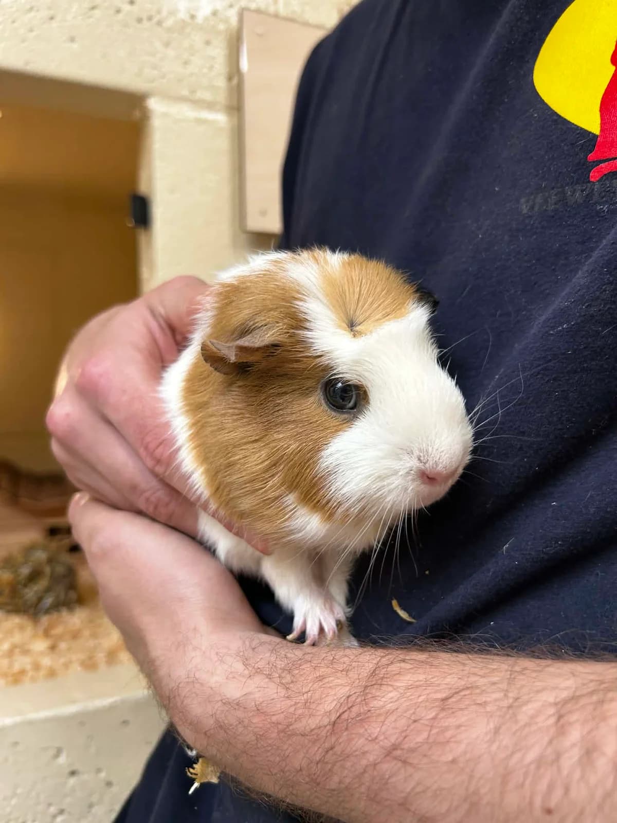 Lily, female mixed breed for adoption at SRPA Veeweyde Brussels, Brussels — photo 3 of 16