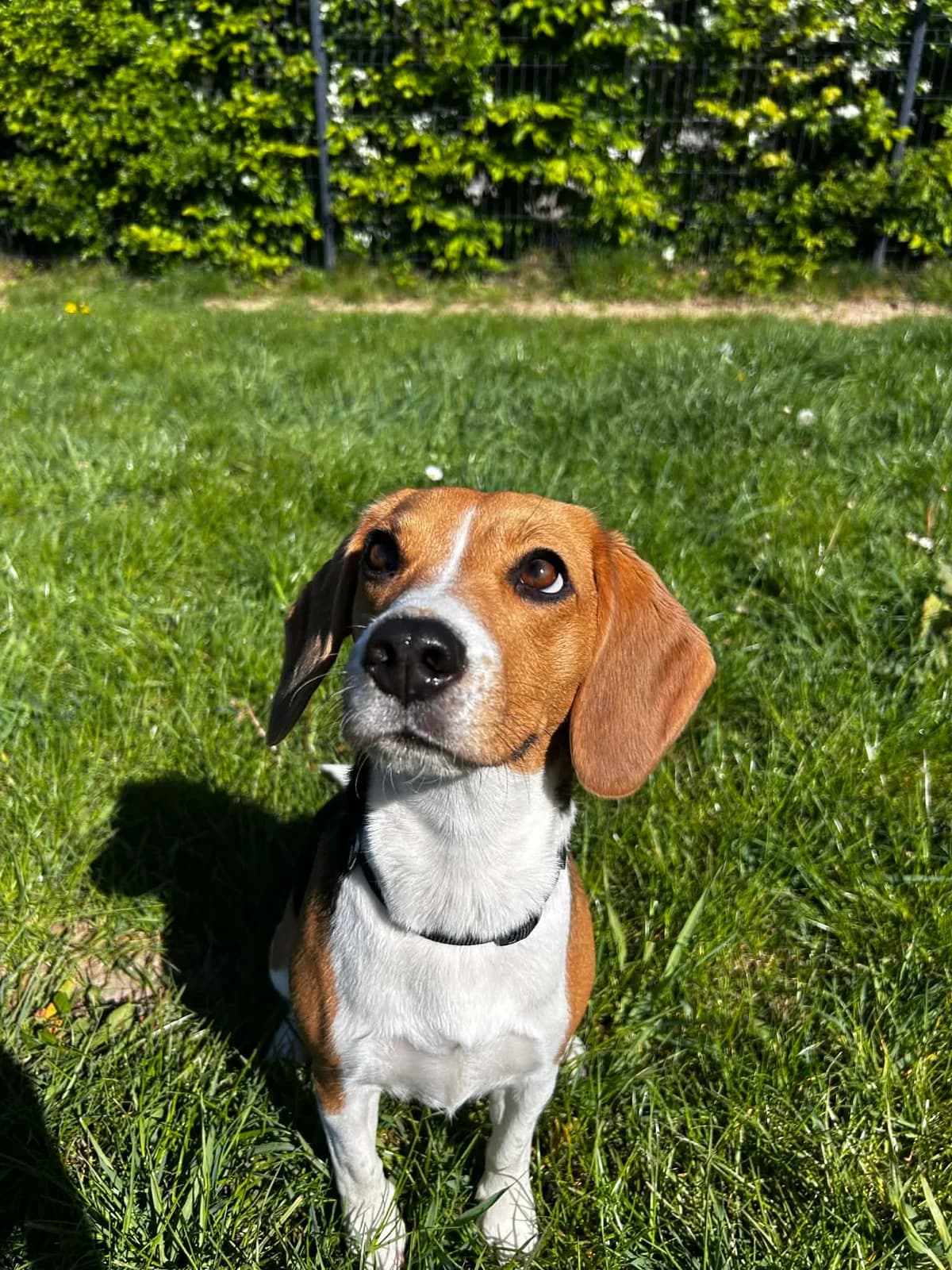 Bella, female Beagle for adoption at SRPA Veeweyde Brussels, Brussels