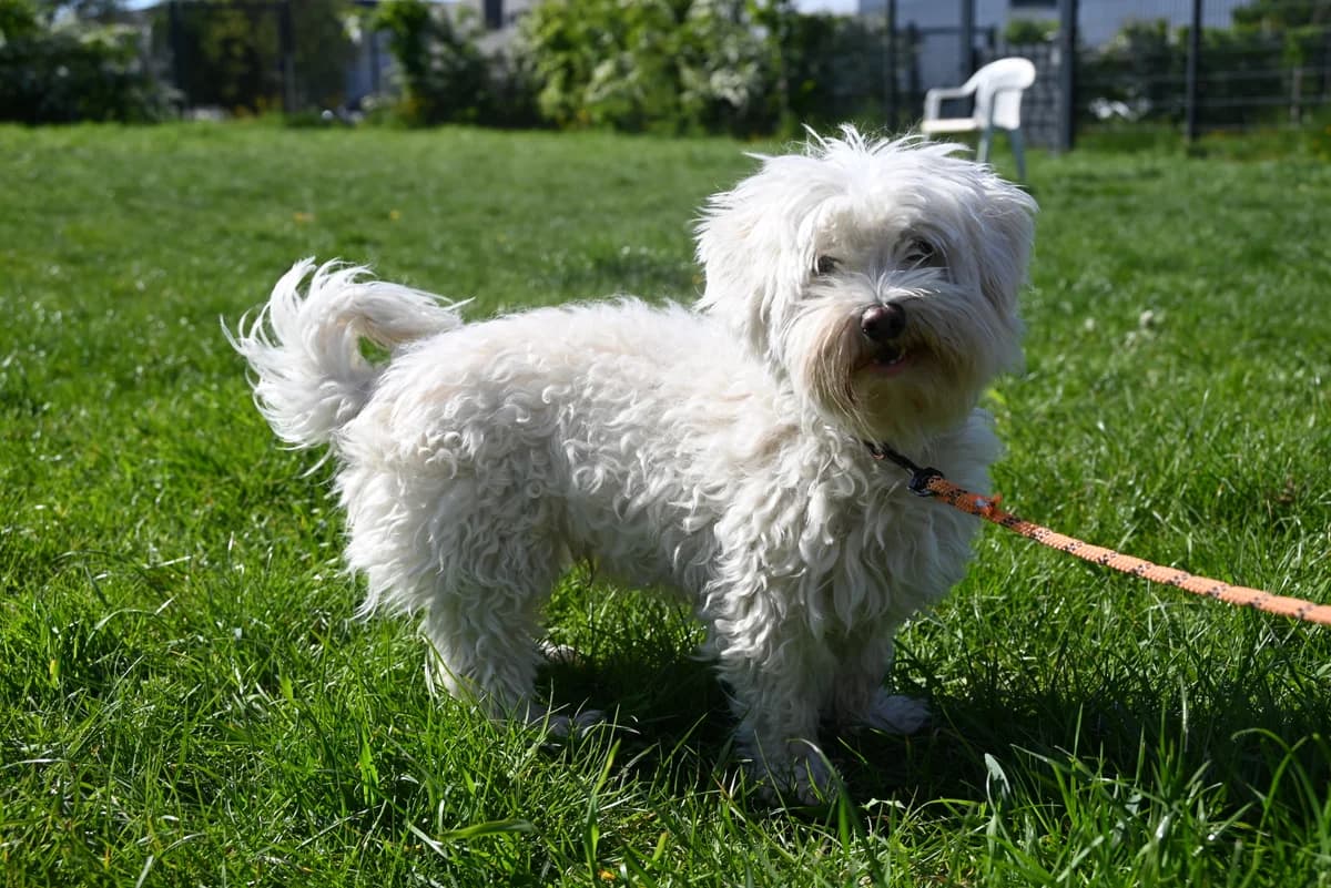 Luck, male Maltese for adoption at SRPA Veeweyde Brussels, Brussels