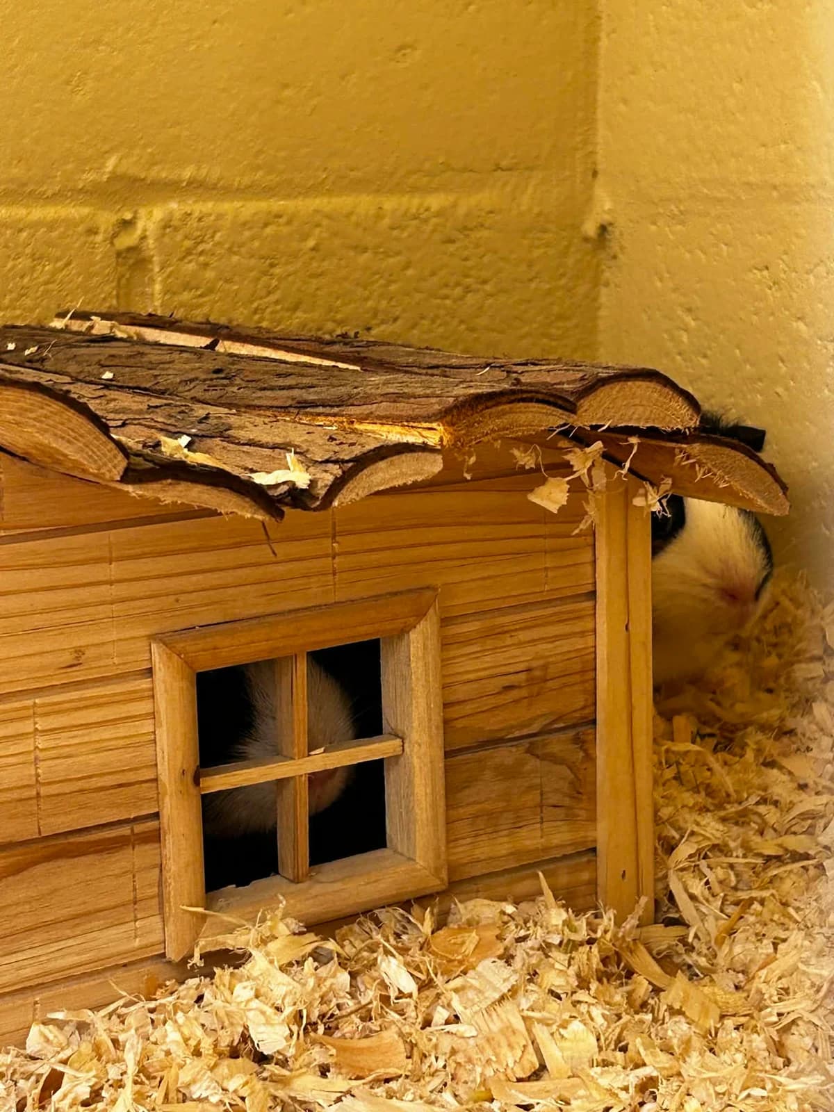 Nicky et Vrouwtje, female mixed breed for adoption at SRPA Veeweyde Brussels, Brussels