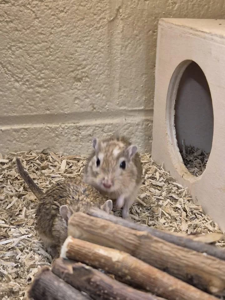 Lila, Mila et Rosa, female mixed breed for adoption at SRPA Veeweyde Brussels, Brussels